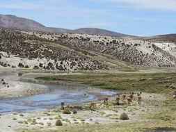 distant view of alpacas in the chile mountains