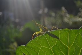 mantis nature