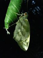 delicate green butterfly sitting on cocoon