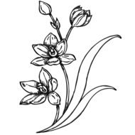 drawing of a spring garden flower