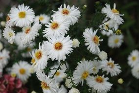 white summer daisies close-up