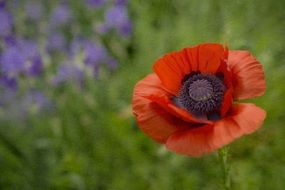 red poppy bloom