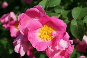 pink rose hip blooming