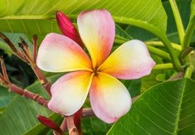 plumeria flower blossom