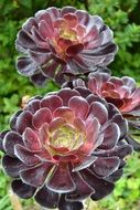 very beautiful saucer plant