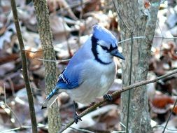 irresistible blue jay bird