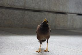 closeup photo of urban brown bird