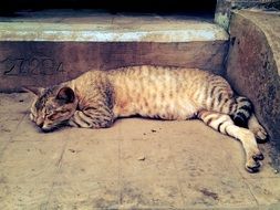 Adorable cat on a street