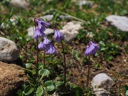 Colorful alpine soldanella blossoms