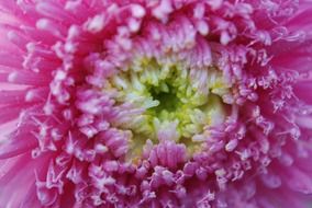 fluffy dahlia bud closeup