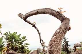 tree bared branch