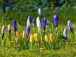 yellow and purple crocus flowers