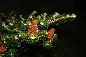 fir tree with cones on a dark background close-up