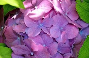 Violet hydrangea flowers blossom