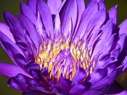 Violet water lily flower blossomes