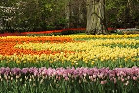 beautifully planted flowers in the flowerbed