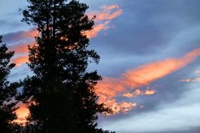 dark trees in the evening