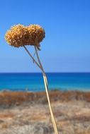 flower on the ocean
