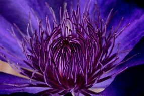 purple clematis flower macro