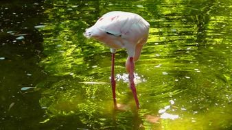 Pink flamingo in water