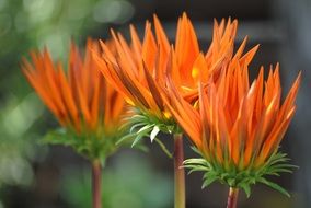 three orange flowers with pointed petals