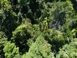 Beautiful and green forest in Australia, aerial view