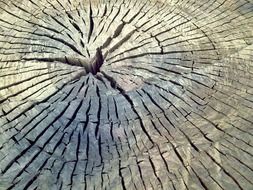 tree trunk cracks