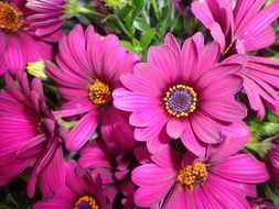 purple bright gerbera flower