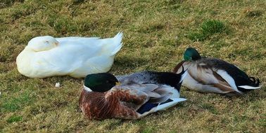 beautiful and delightful ducks