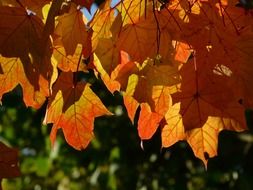 gold autumn foliage on a tree