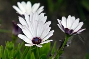 Colorful beautiful blossoming daisy flowers on the meadow