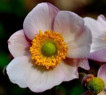 Pink and yellow flowers blossom