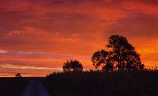 Landscape of the trees under the sunrise