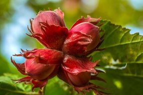 bright walnut fruits