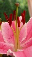 pink lily flower center, macro