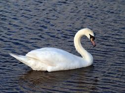 white swan bird in the lake