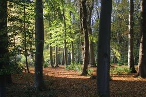 beautiful photo of autumn forest