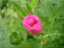 pink half open wild rose flower