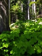 A lot of green leaves in the forest