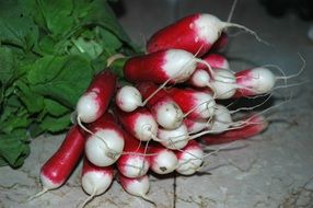 fresh radish plant bunch