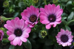 osteospermum, Violet flowers close up