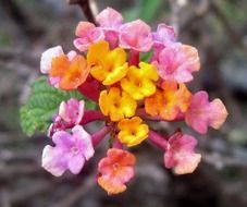 tropical flower in hawaii