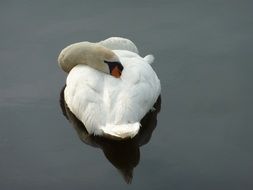 cute white swan is sleeping