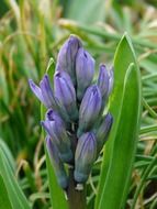 blue hyacinth closeup