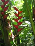 exotic plant growing in the tropical forest