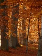golden autumn in the forest