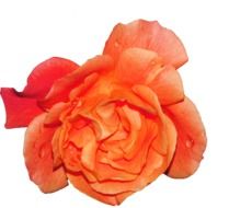 orange rose on a white background