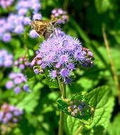 blue ageratum flowers