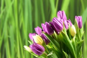 bouquet of purple tulips with green leaves