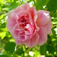 pink flowers in garden